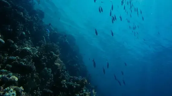 Top Dive Sites in Marsa Alam – Adventures for All Levels