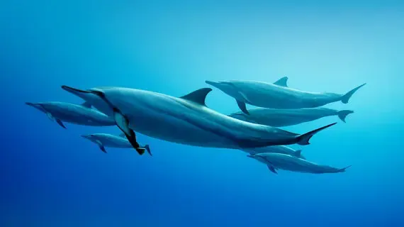 Explore the Magic of Panorama Reef