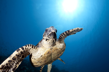 The beauty of the Red Sea